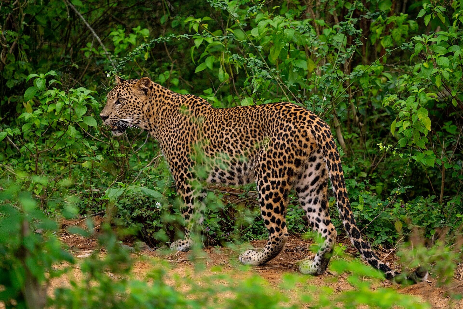 Yala & Mirissa, Sri Lanka